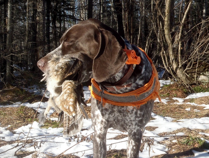 Monty with our final ruffed grouse of 2014