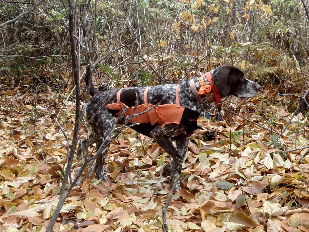 Monty points a grouse