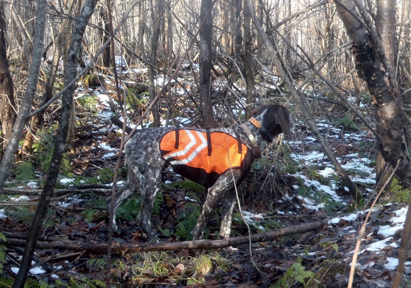 Monty with a December grouse point