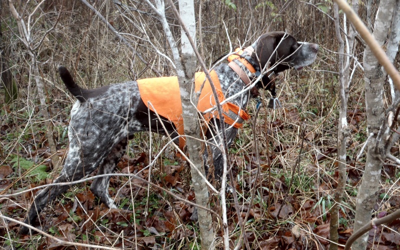 Monty points a ruffed grouse in NH