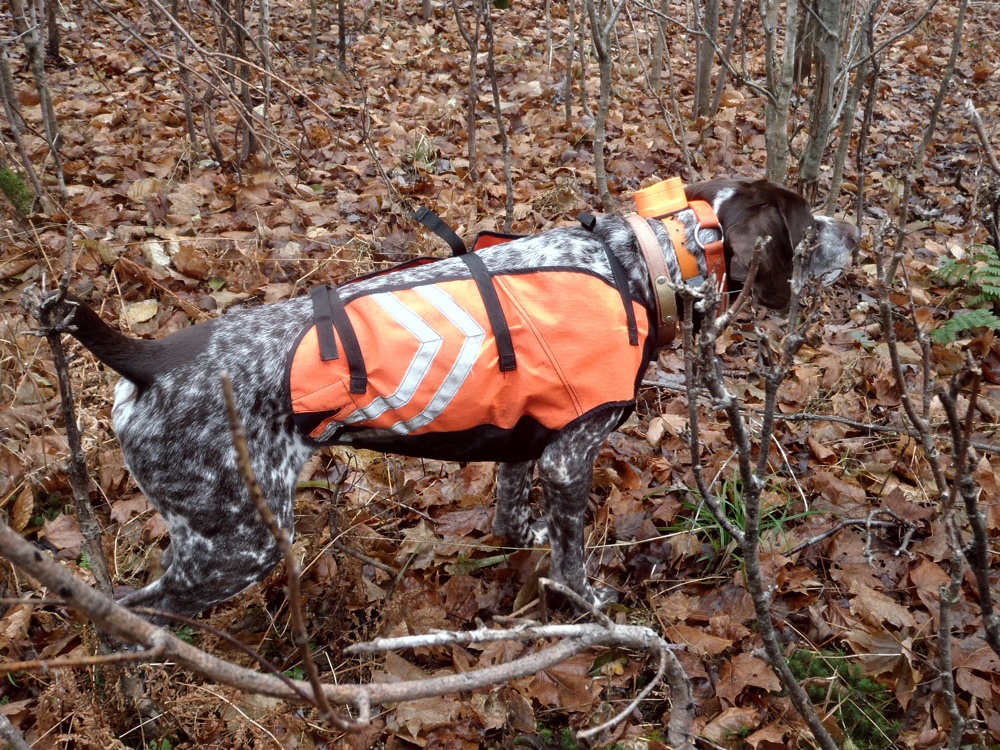 Monty points a NH ruffed grouse