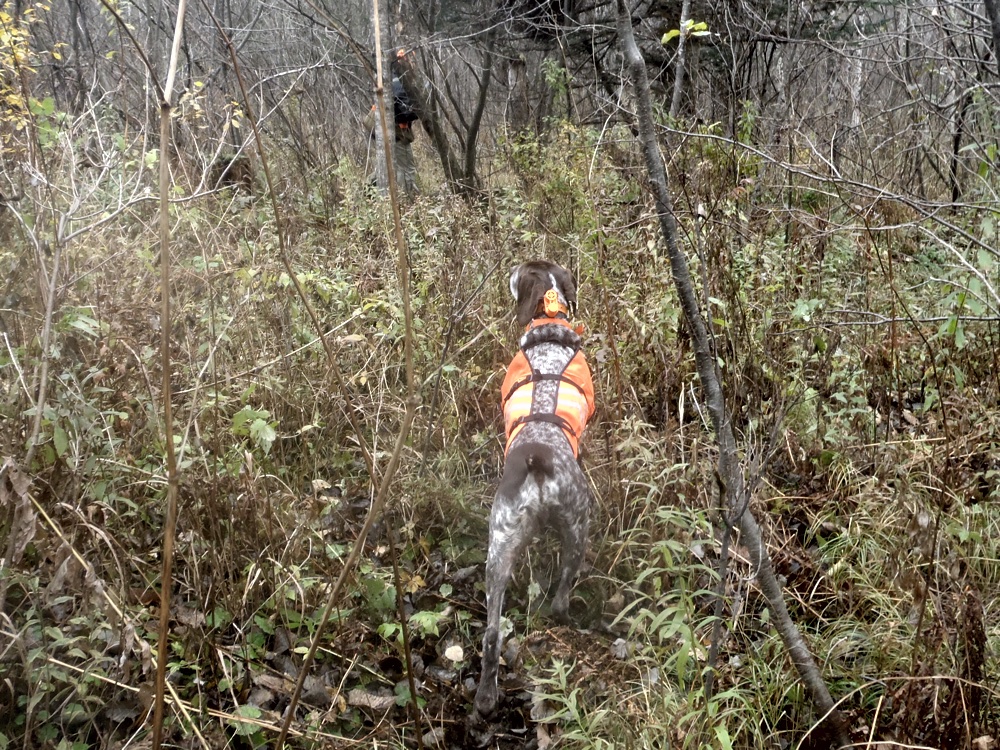 Monty pointing a grouse