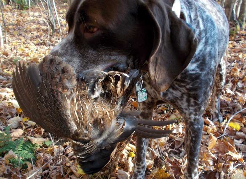 Monty retrieves a ruffed grouse