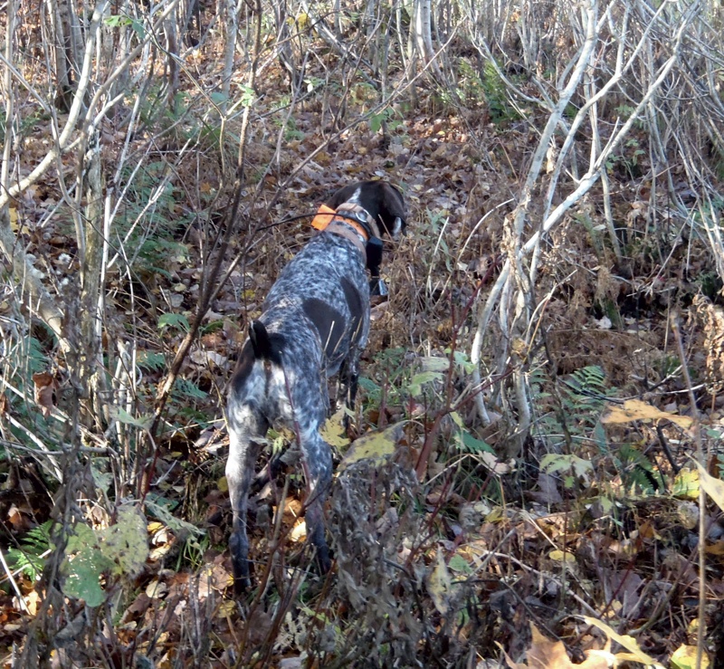 Vermont grouse hunting