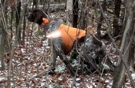 Monty points a NH ruffed grouse