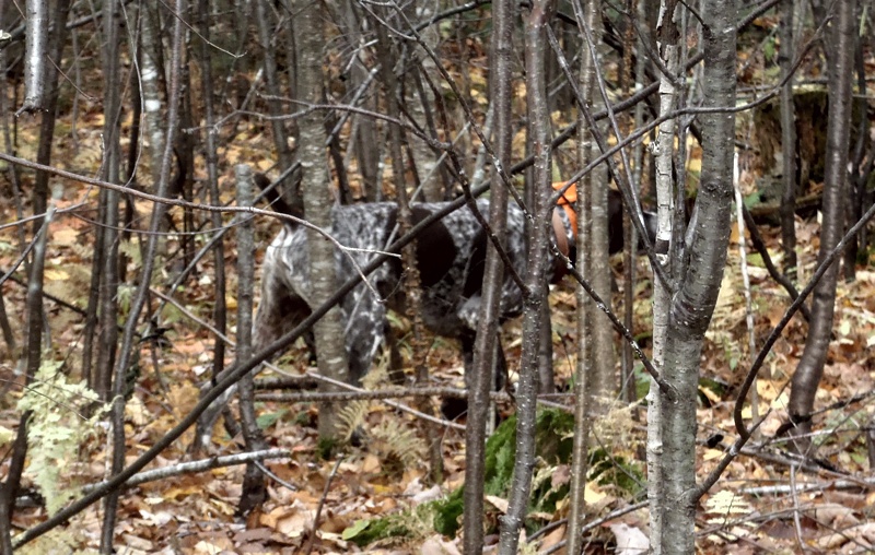 Ruffed grouse hunting in Vermont