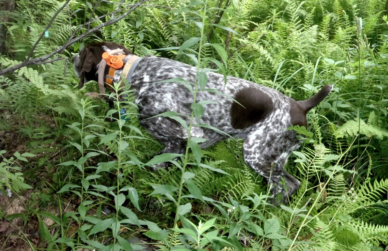 Monty points a woodcock