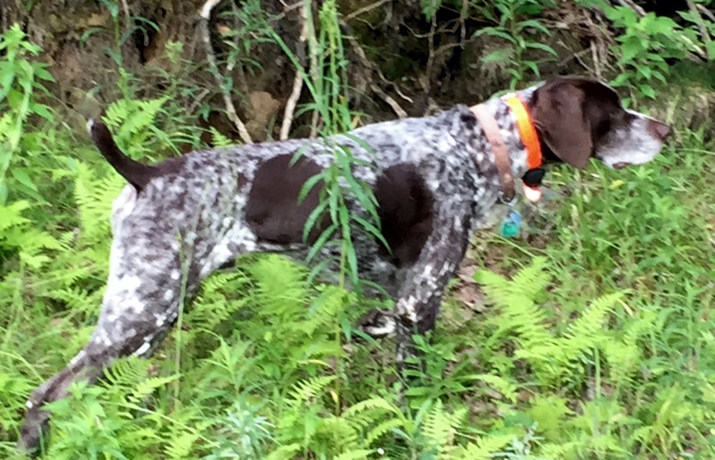 Monty points a grouse