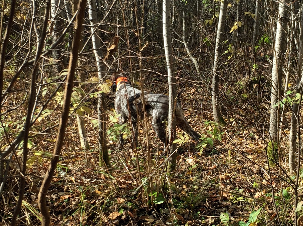 One of Monty's many grouse points