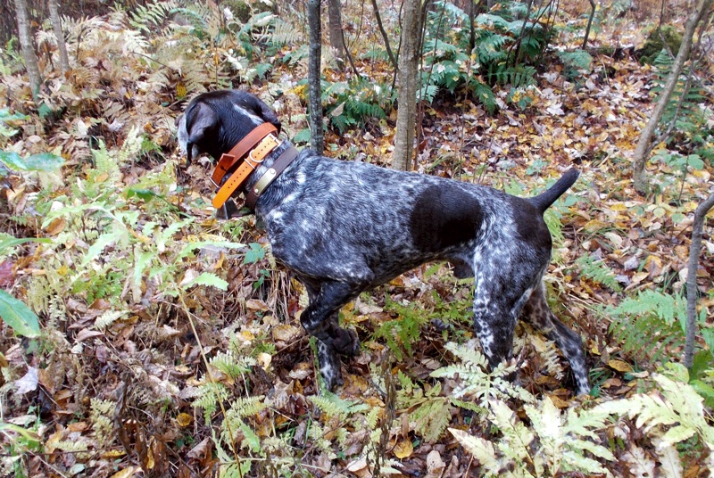 Monty points a NH woodcock