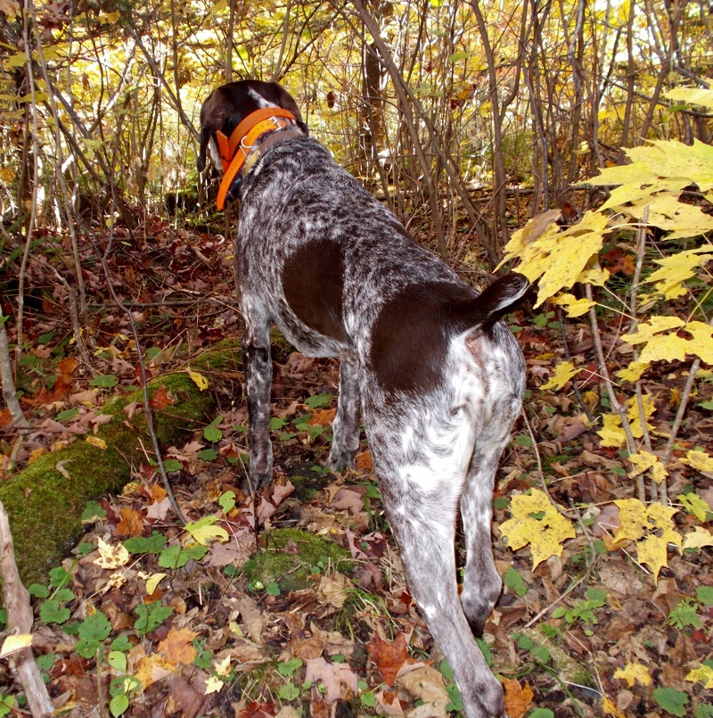 Monty points another NH woodcock