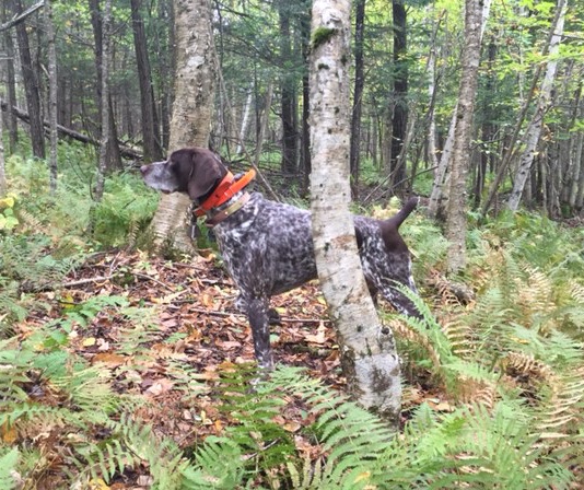 Monty points another woodcock