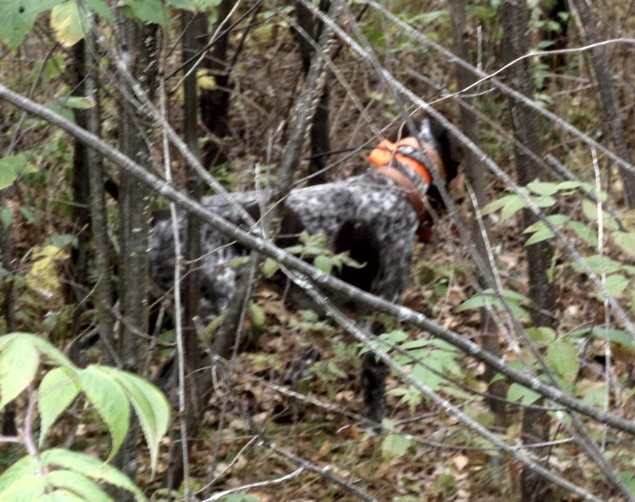 NH ruffed grouse hunting