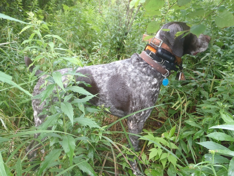 Monty points a brood of grouse