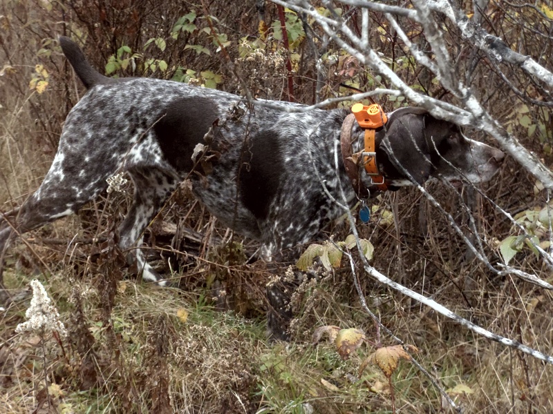 Monty points a NH woodcock