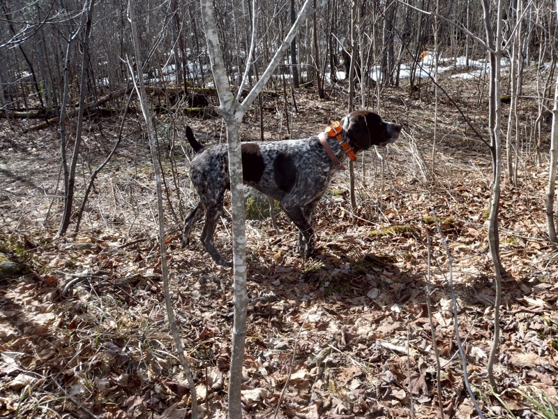 Monty with a spring woodcock point