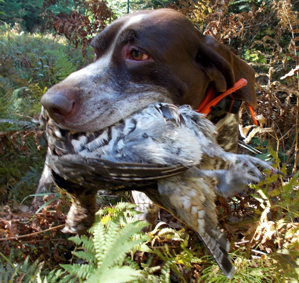 Monty with his first Vermont ruffed grouse of the season