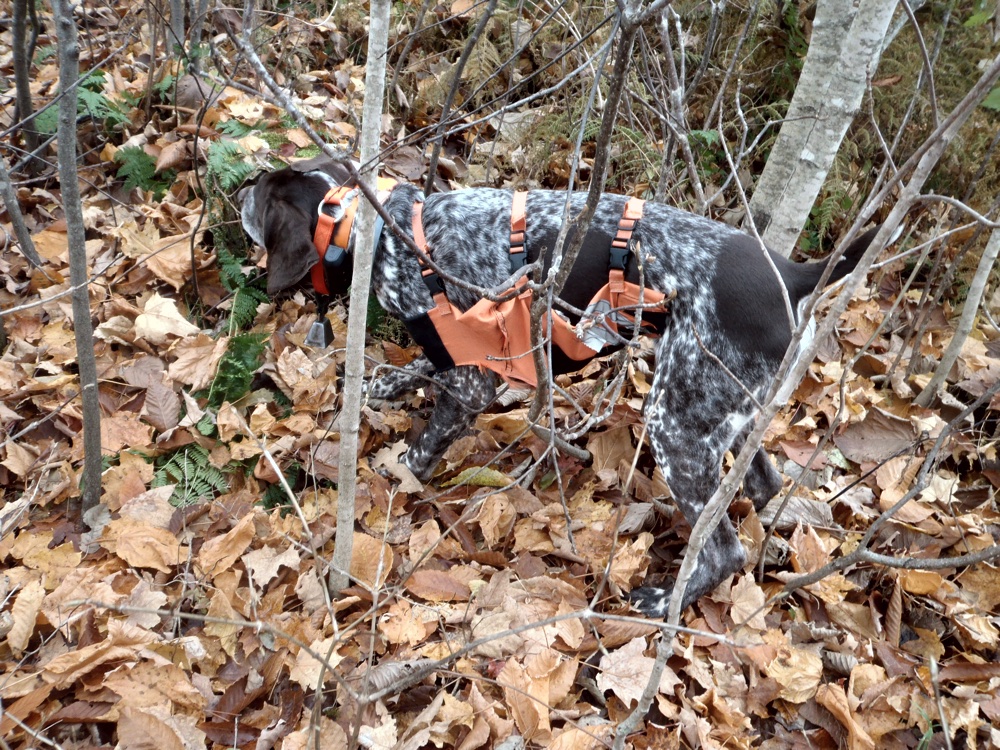 Woodcock hunting in northern NH