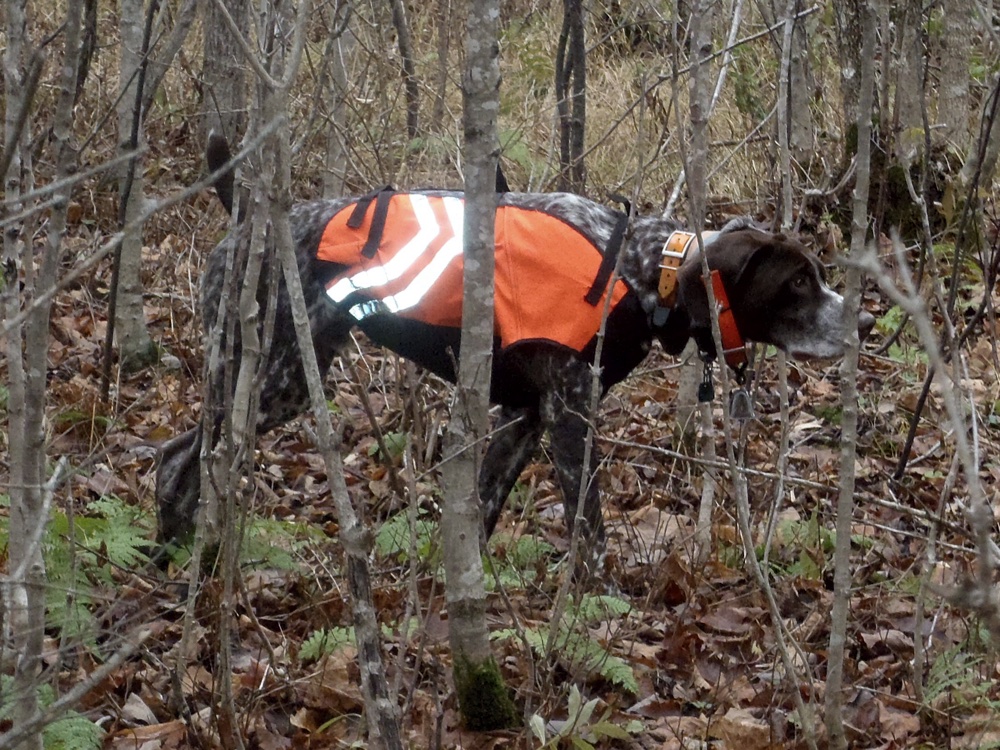 Monty with a woodcock point