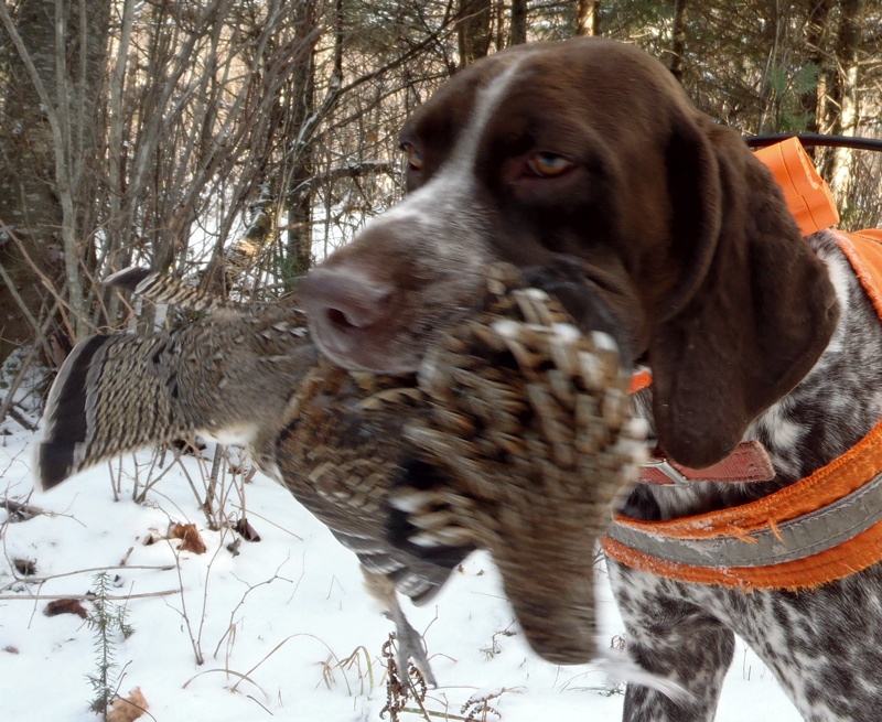 Monty retrieves a ruffed grouse in Pittsburg NH