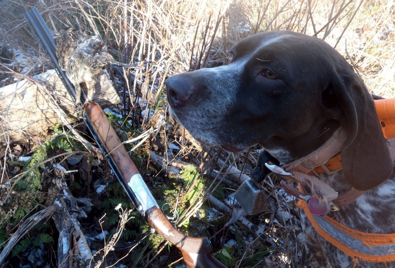 NH ruffed grouse hunting