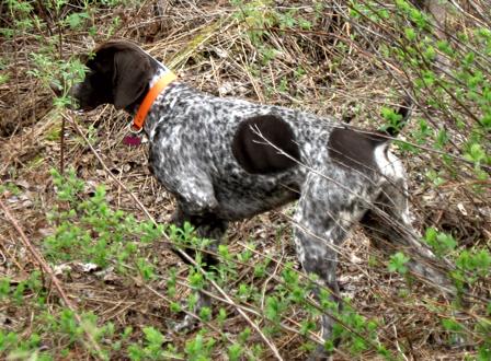 Monty continues to get ready for grouse season