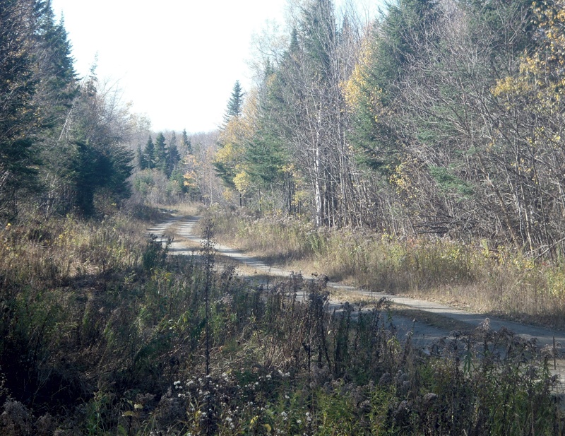 NH ruffed grouse hunting