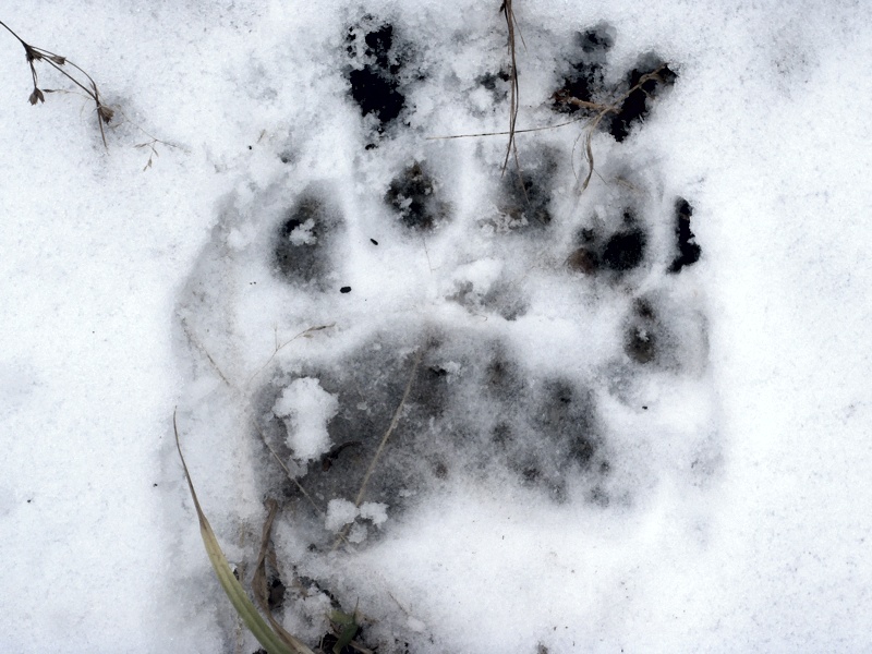 Bear tracks