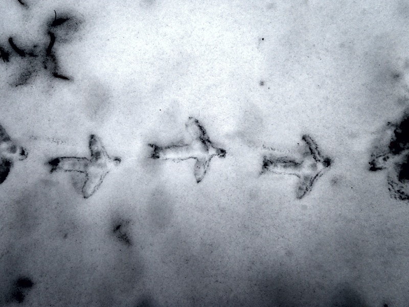 Ruffed grouse tracks