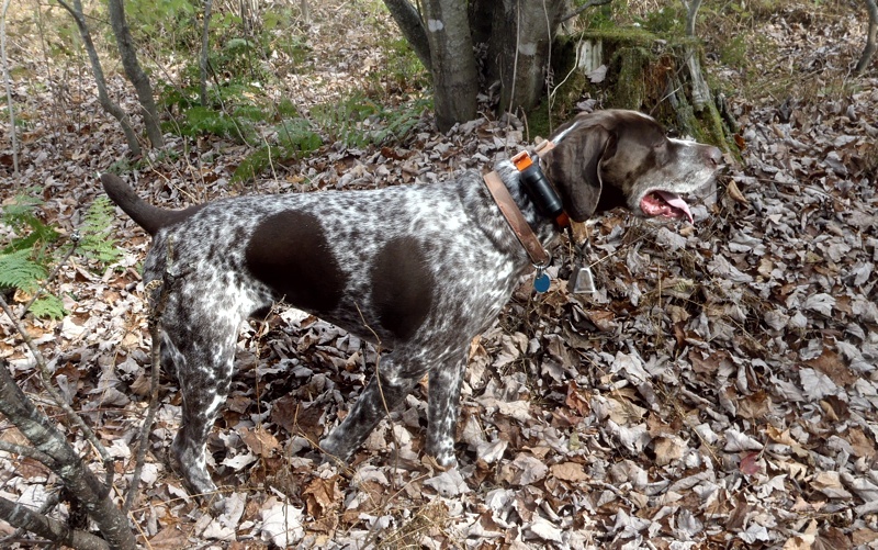 Monty points a grouse