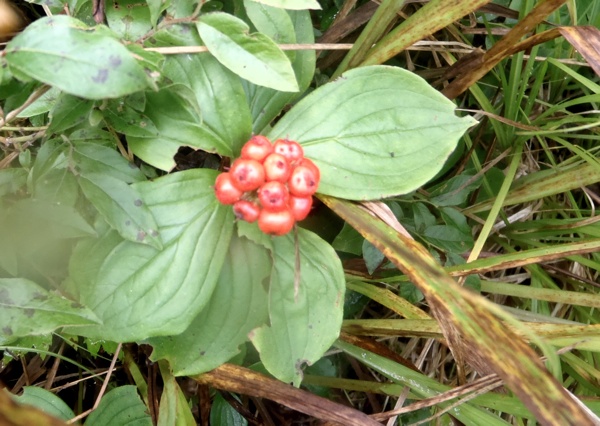 Partridge Berry