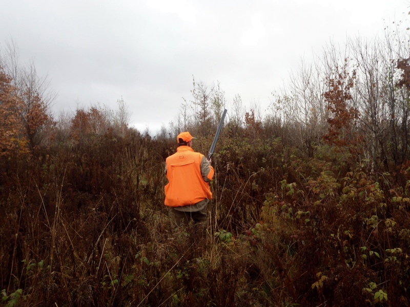 Northern NH ruffed grouse cover