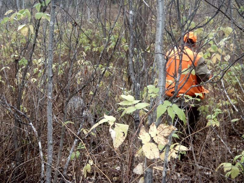 NH grouse hunting habitat