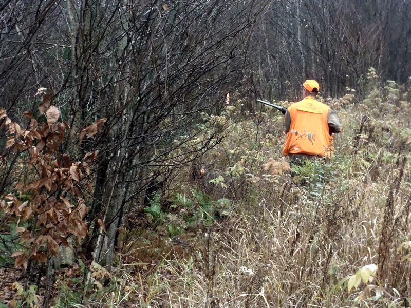 Paul in northern NH grouse cover