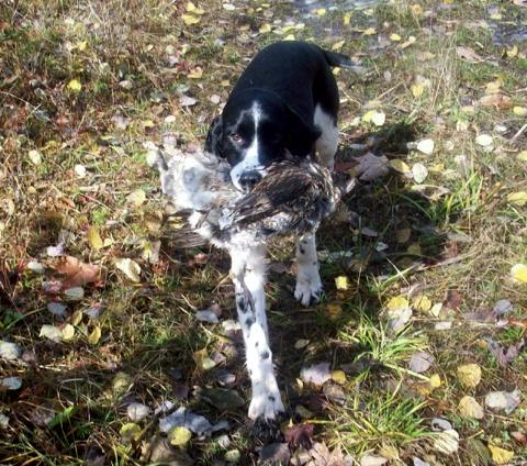 Ruffed grouse hunting