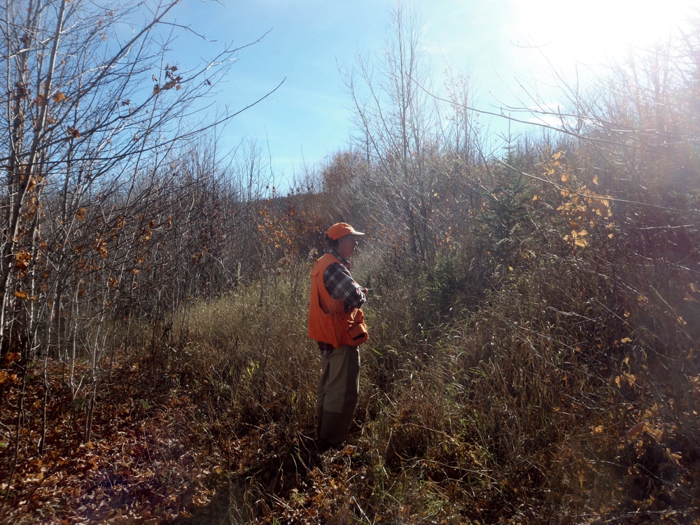 Beautiful NH ruffed grouse habitat