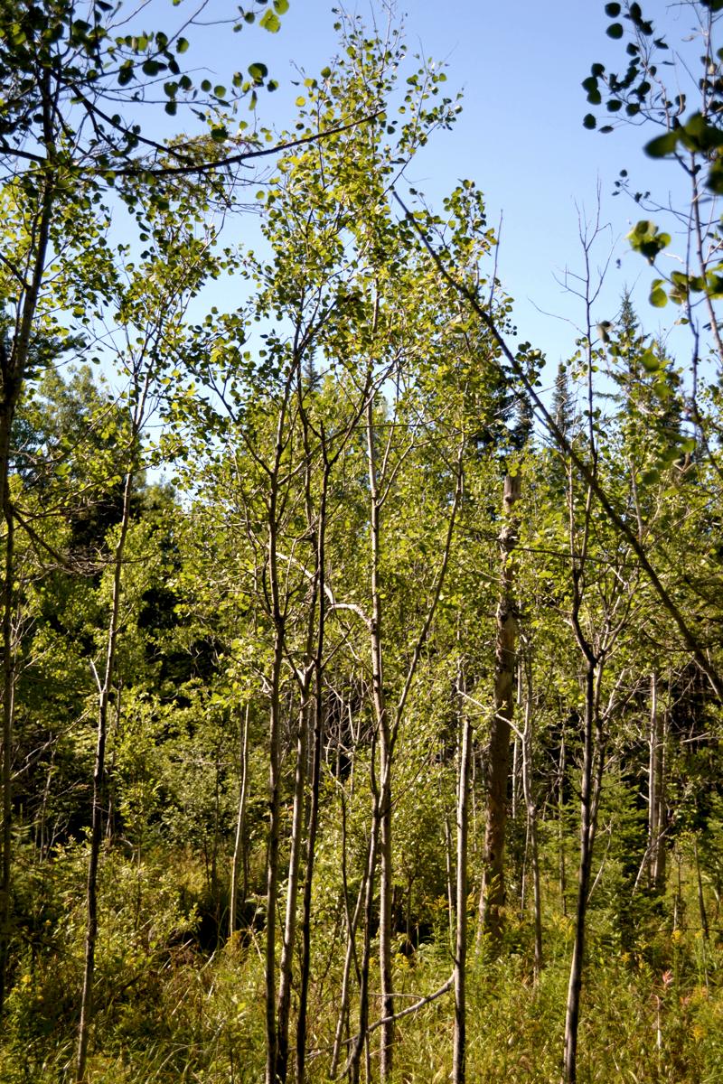 NH grouse habitat