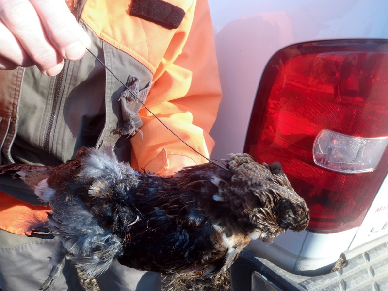 Radio collared Maine grouse