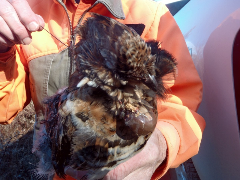 Radio collared Maine grouse