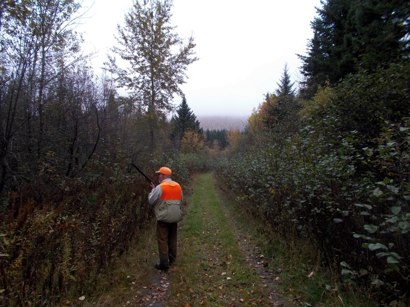 Grouse hunting in northern NH