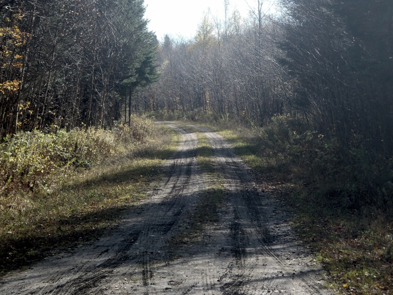 NH Grouse hunting cover