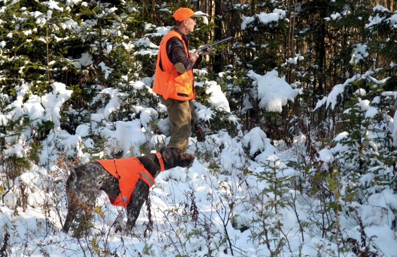 Northern Vermont ruffed grouse hunting