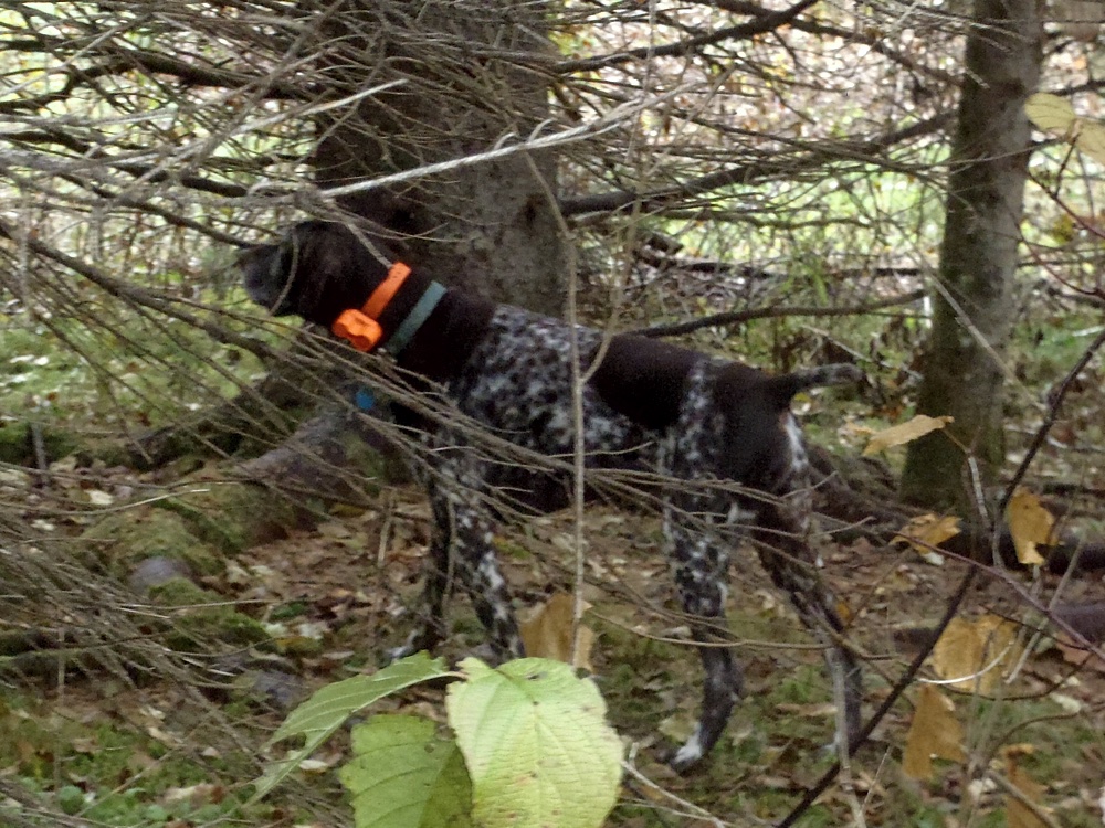 Rudy with one of his many grouse points