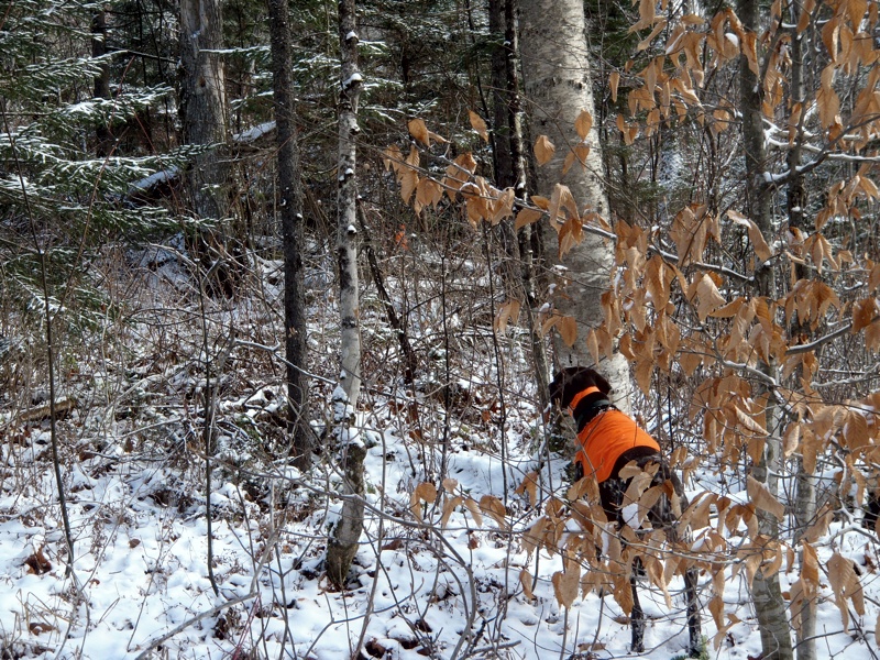 Rudy backs on a grouse point