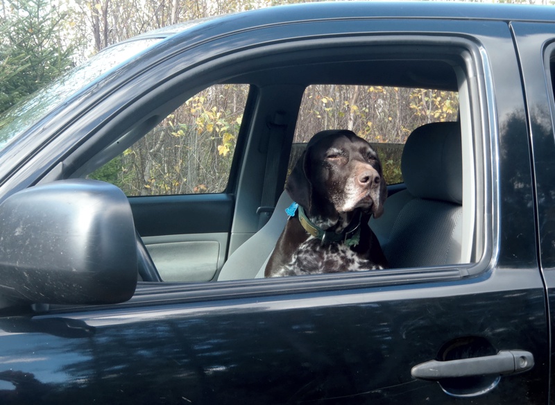 German Shorthaired Pointer Rudy