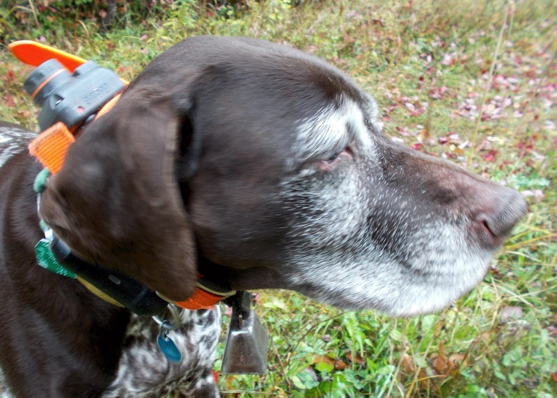 German Shorthaired Pointer grouse hunting