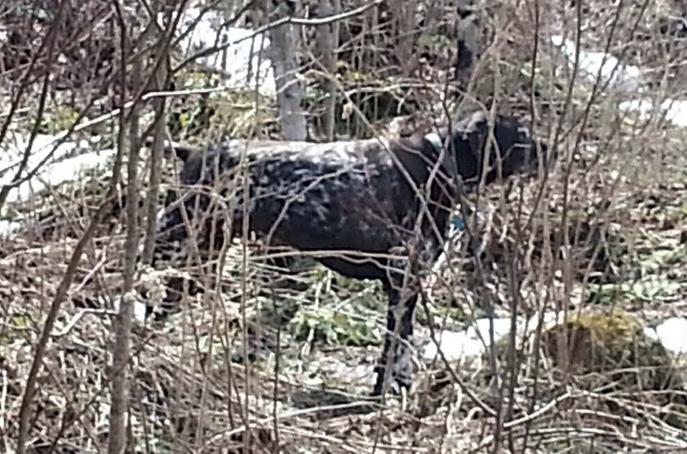 Rudy points a springtime grouse