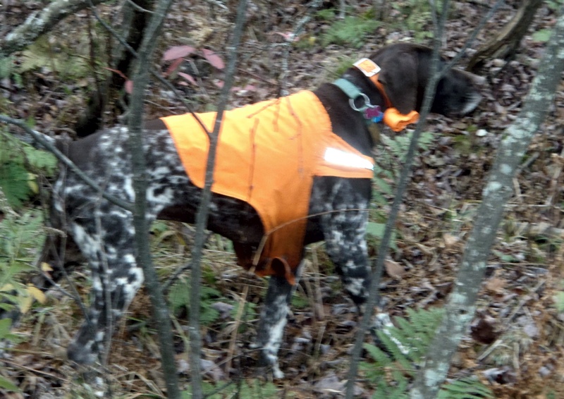 Vermont ruffed grouse hunting