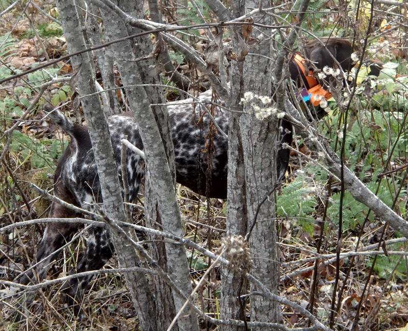 Rudy points a ruffed grouse in northern NH