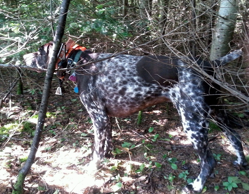 Rudy points a ruffed grouse in Vermont